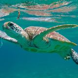 Schildkröte im Wasser