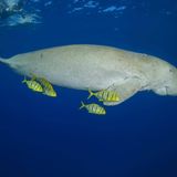 Seekuh begleitet von vier Pilotfischen