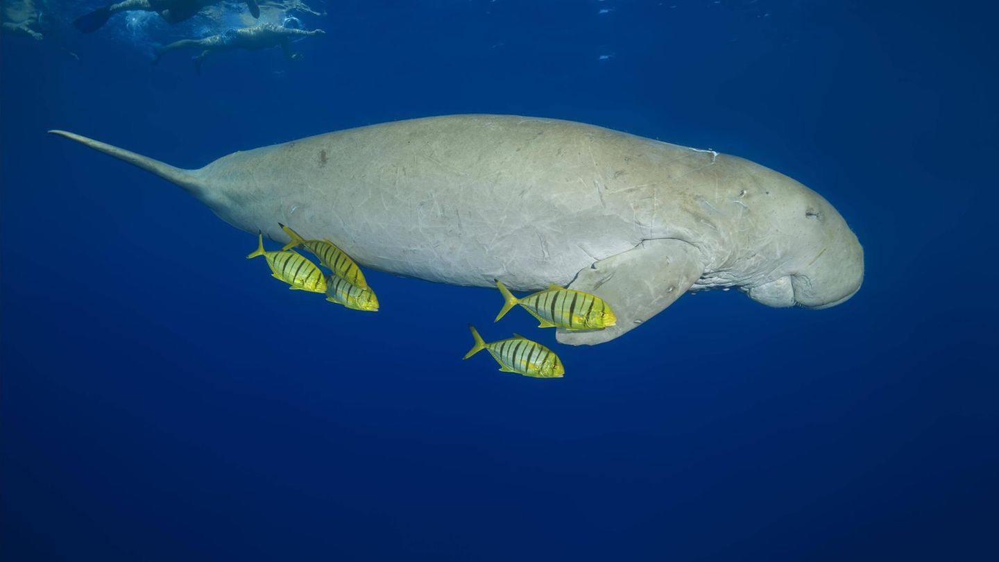 Seekuh begleitet von vier Pilotfischen