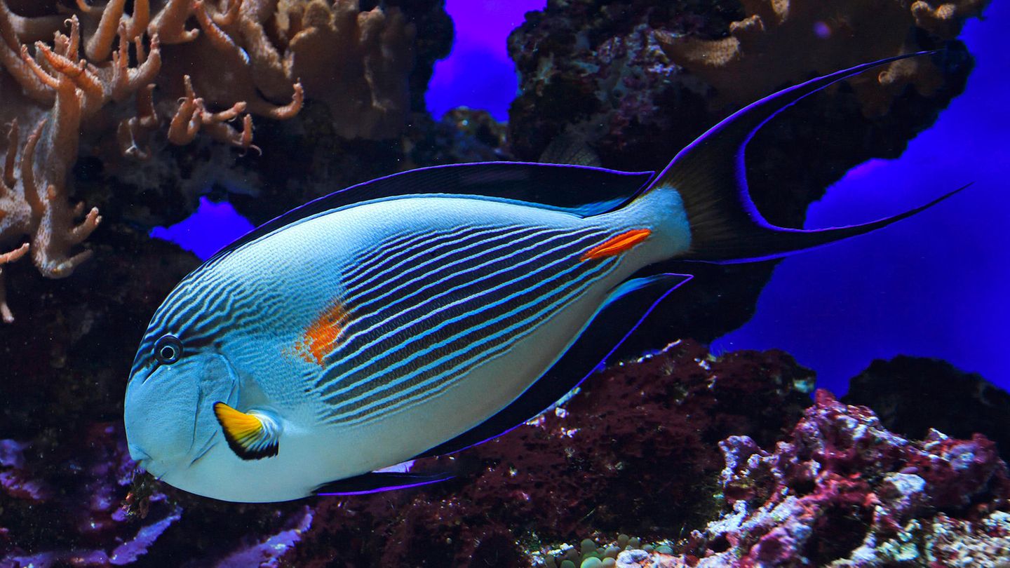 Hellblauer Fisch mit dunkler Streifen