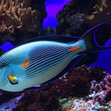 Hellblauer Fisch mit dunkler Streifen