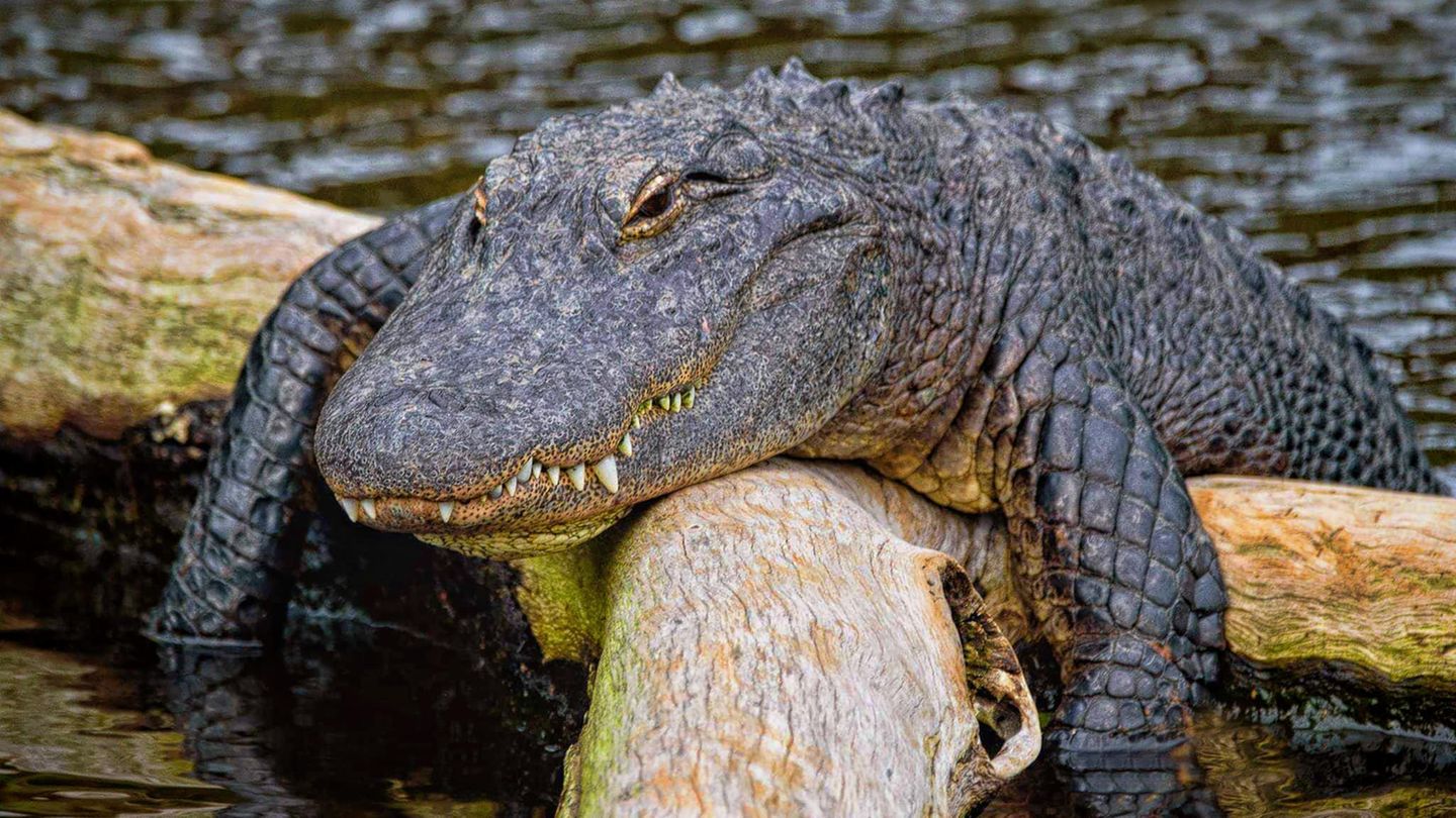 Eigentlich handelt es sich bei Alligatoren um gefährliche Raubtiere