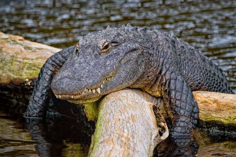 Eigentlich handelt es sich bei Alligatoren um gefährliche Raubtiere