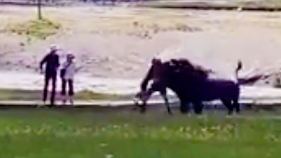 Bisons greifen zwei Touristen innerhalb weniger Tage an Bisons greifen zwei Touristen innerhalb weniger Tage an