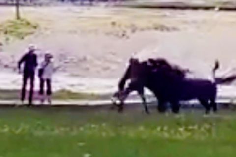 Bisons greifen zwei Touristen innerhalb weniger Tage an
