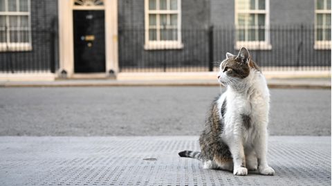Kater Larry sitzt vor 10 Downing Street in London, Großbritannien, dem Amtssitz des britischen Premierministers