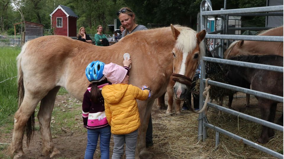 Zwei kleine Kinder striegeln ein Pony Zwei kleine Kinder striegeln ein Pony