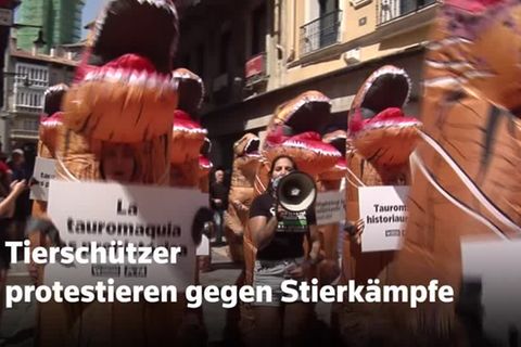 Video: Dinosaurier gegen Stierkampf