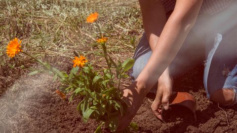 Eine Frau pflanzt eine Blume