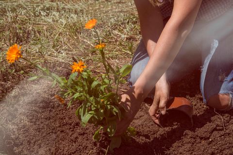 Eine Frau pflanzt eine Blume