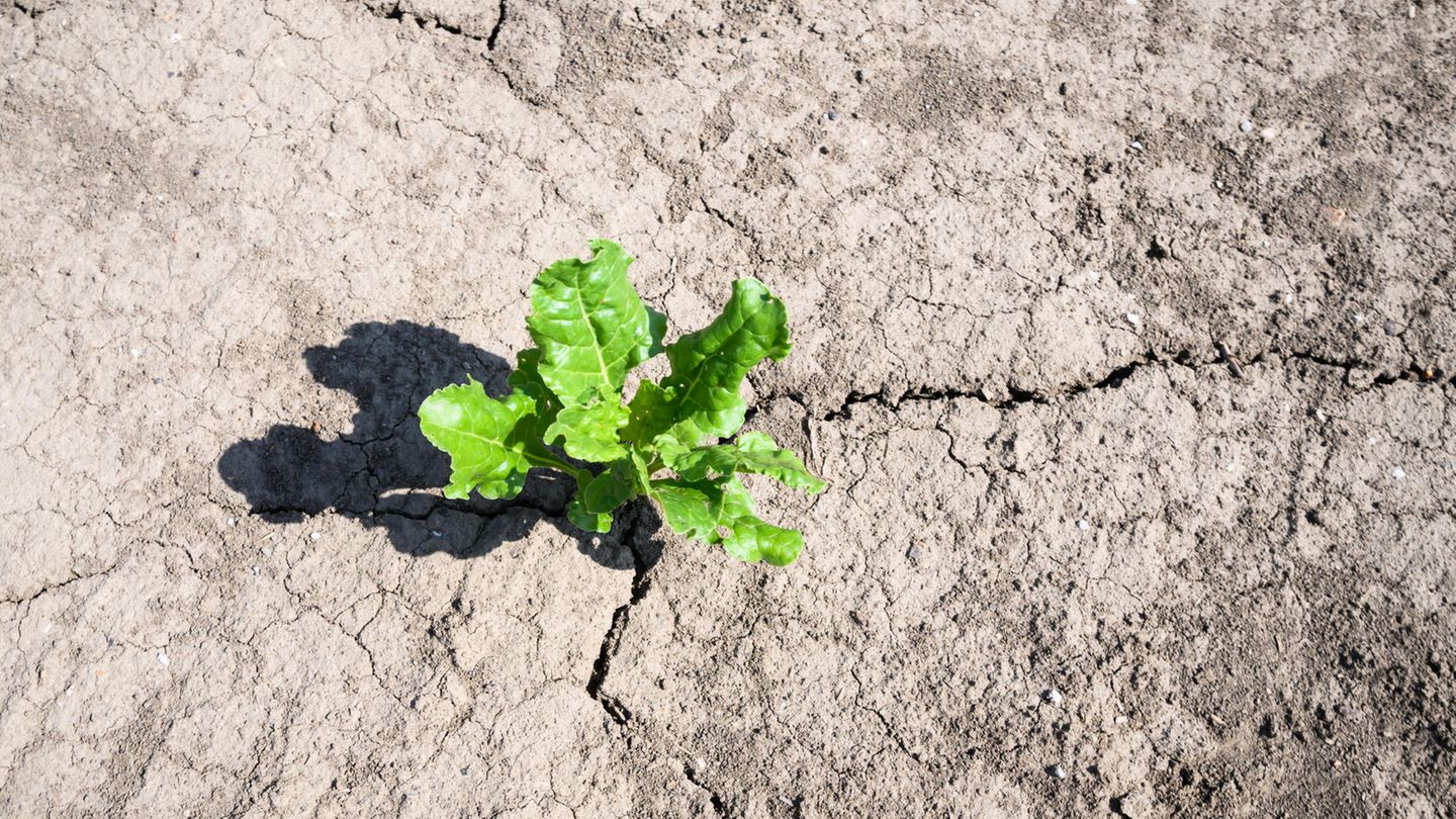 Globale Klimafolgen: In Sehnde bei Hannover wächst eine Zuckerrübe auf einem Acker, der schon Trockenrisse zeigt. Die anhaltende Trockenheit macht vor allem den Bauern im Osten Niedersachsens zu schaffen. In Sehnde bei Hannover wächst eine Zuckerrübe auf einem Acker, der schon Trockenrisse zeigt. Die anhaltende Trockenheit macht vor allem den Bauern im Osten Niedersachsens zu schaffen.