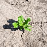 In Sehnde bei Hannover wächst eine Zuckerrübe auf einem Acker, der schon Trockenrisse zeigt. Die anhaltende Trockenheit macht vor allem den Bauern im Osten Niedersachsens zu schaffen.
