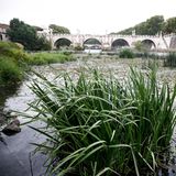 Der Wasserstand des Tibers sinkt, sodass der italienischen Hauptstadt ein Notstand aufgrund der anhaltenden Trockenheit und den heißen Temperaturen droht.