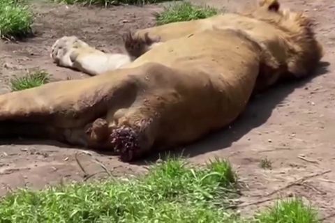 Mexikos Behörden schließen Park: Wildtierstation entpuppt sich als Ort der Tierquälerei