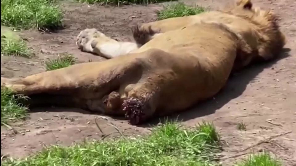 Mexikos Behörden schließen Park: Wildtierstation entpuppt sich als Ort der Tierquälerei