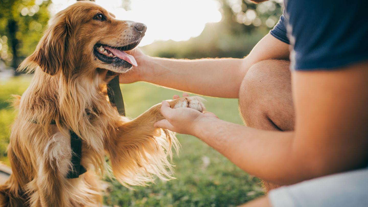 Ein Golden Retriever gibt Pfötchen zu einem Mann