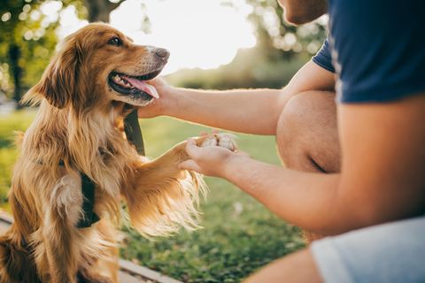 Ein Golden Retriever gibt Pfötchen zu einem Mann