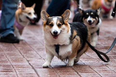 Corgi-Parade anlässlich des 70. Thronjubiläums von Queen Elisabeth II. in Ottawa