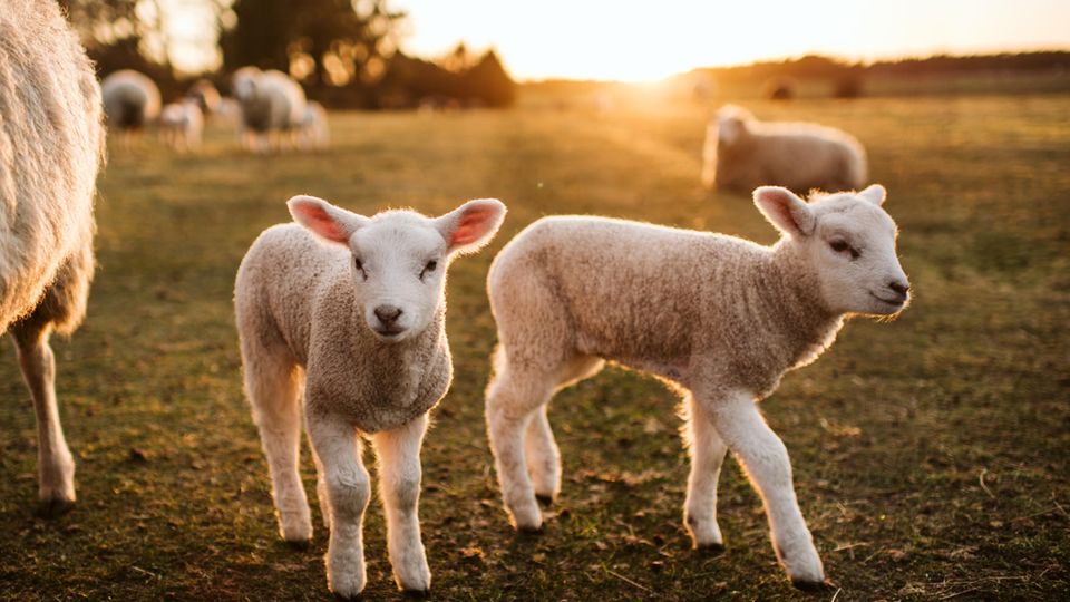 Süßes Lamm erholt sich von Knochenbrüchen Süßes Lamm erholt sich von Knochenbrüchen