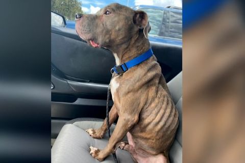 Emotionales Video: Besitzerin findet vermissten Hund nach acht Jahren wieder