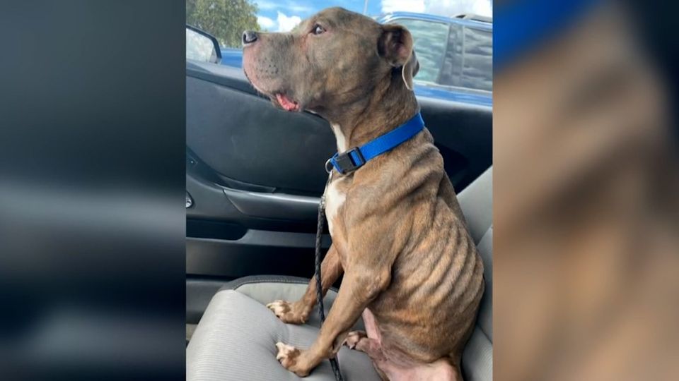 Emotionales Video: Besitzerin findet vermissten Hund nach acht Jahren wieder Emotionales Video: Besitzerin findet vermissten Hund nach acht Jahren wieder