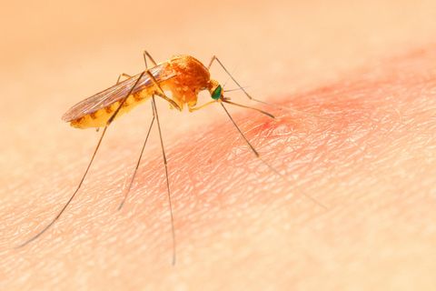 Anopheles-Mücke sticht Menschen