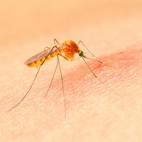 Anopheles-Mücke sticht Menschen