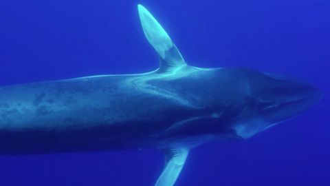 Hier kommunizieren eine Blauwal und ein Finnwal: Forscher belauschen erstmals Wale