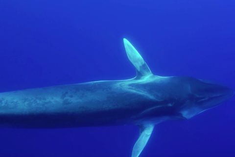 Hier kommunizieren eine Blauwal und ein Finnwal: Forscher belauschen erstmals Wale