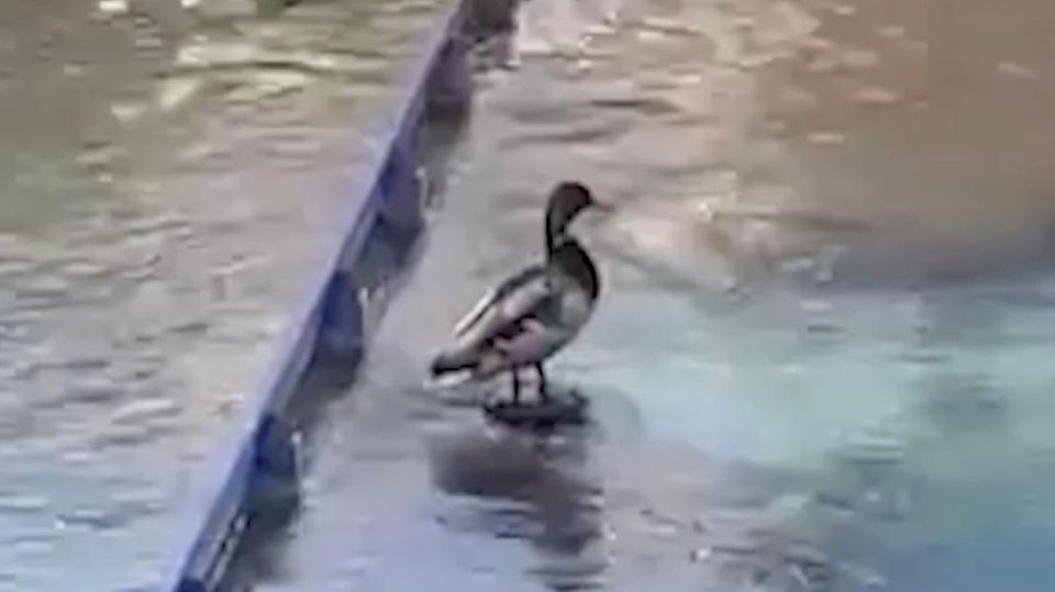 Riesiger Schock: Ente wird von Fontäne in die Luft katapultiert