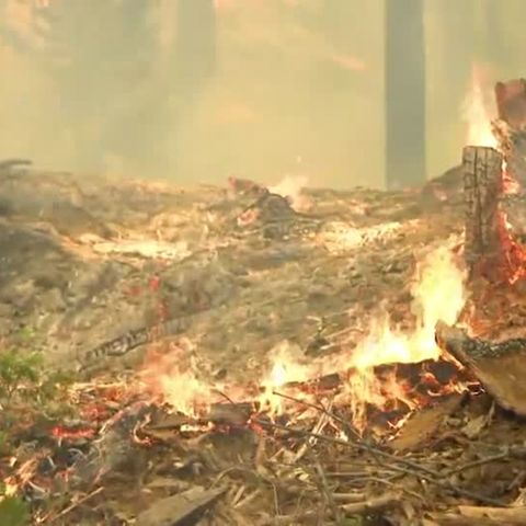 2000 Jahre alt: Waldbrand im Yosemite Nationalpark bedroht Riesenmammutbäume