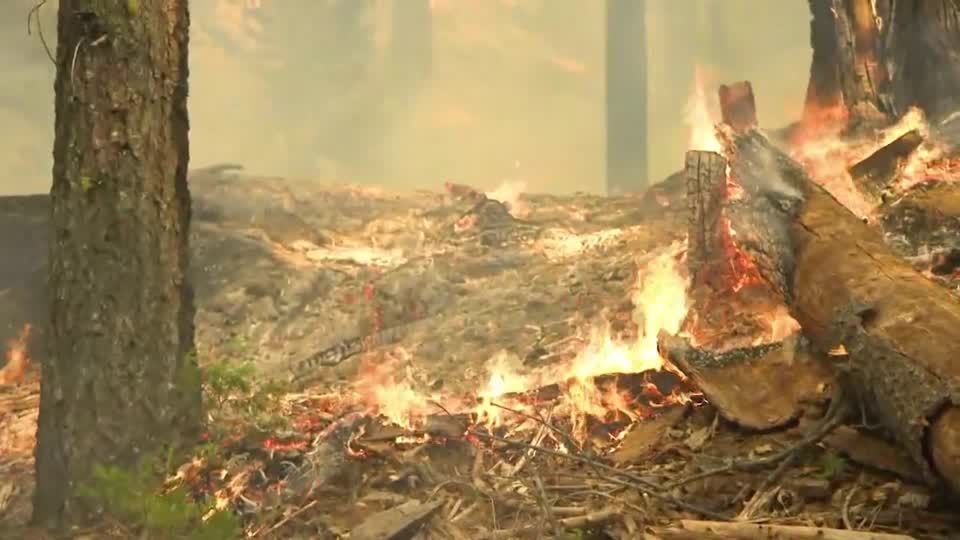 Hitze, Dürre, Brände: "Deutschland ist Waldbrandland": Wo die Feuergefahr am höchsten ist – und was sich dagegen tun lässt