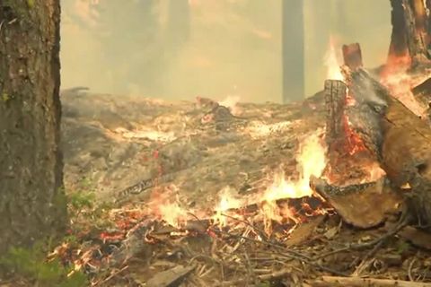 2000 Jahre alt: Waldbrand im Yosemite Nationalpark bedroht Riesenmammutbäume