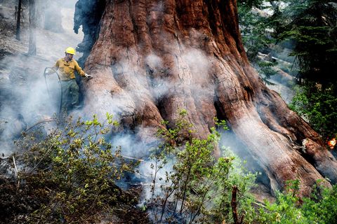 Ein Feuerwehrmann schützt einen Mammutbaum im Mariposa Grove. Mithilfe von Sprinkleranlagen am Boden werde das Umfeld der Bäume feucht gehalten, teilt die Parkbehörde mit