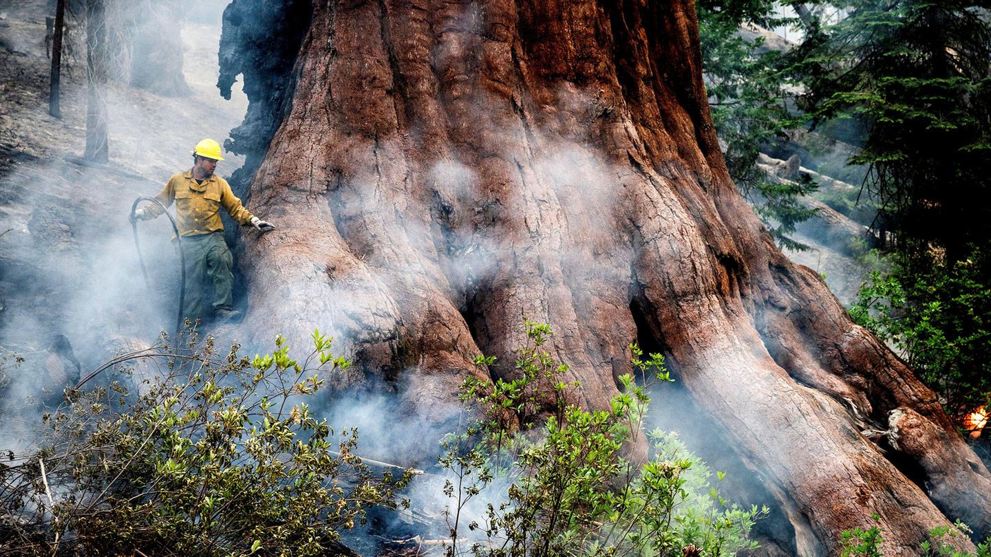 Ein Feuerwehrmann schützt einen Mammutbaum im Mariposa Grove. Mithilfe von Sprinkleranlagen am Boden werde das Umfeld der Bäume feucht gehalten, teilt die Parkbehörde mit