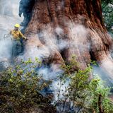 Ein Feuerwehrmann schützt einen Mammutbaum im Mariposa Grove. Mithilfe von Sprinkleranlagen am Boden werde das Umfeld der Bäume feucht gehalten, teilt die Parkbehörde mit