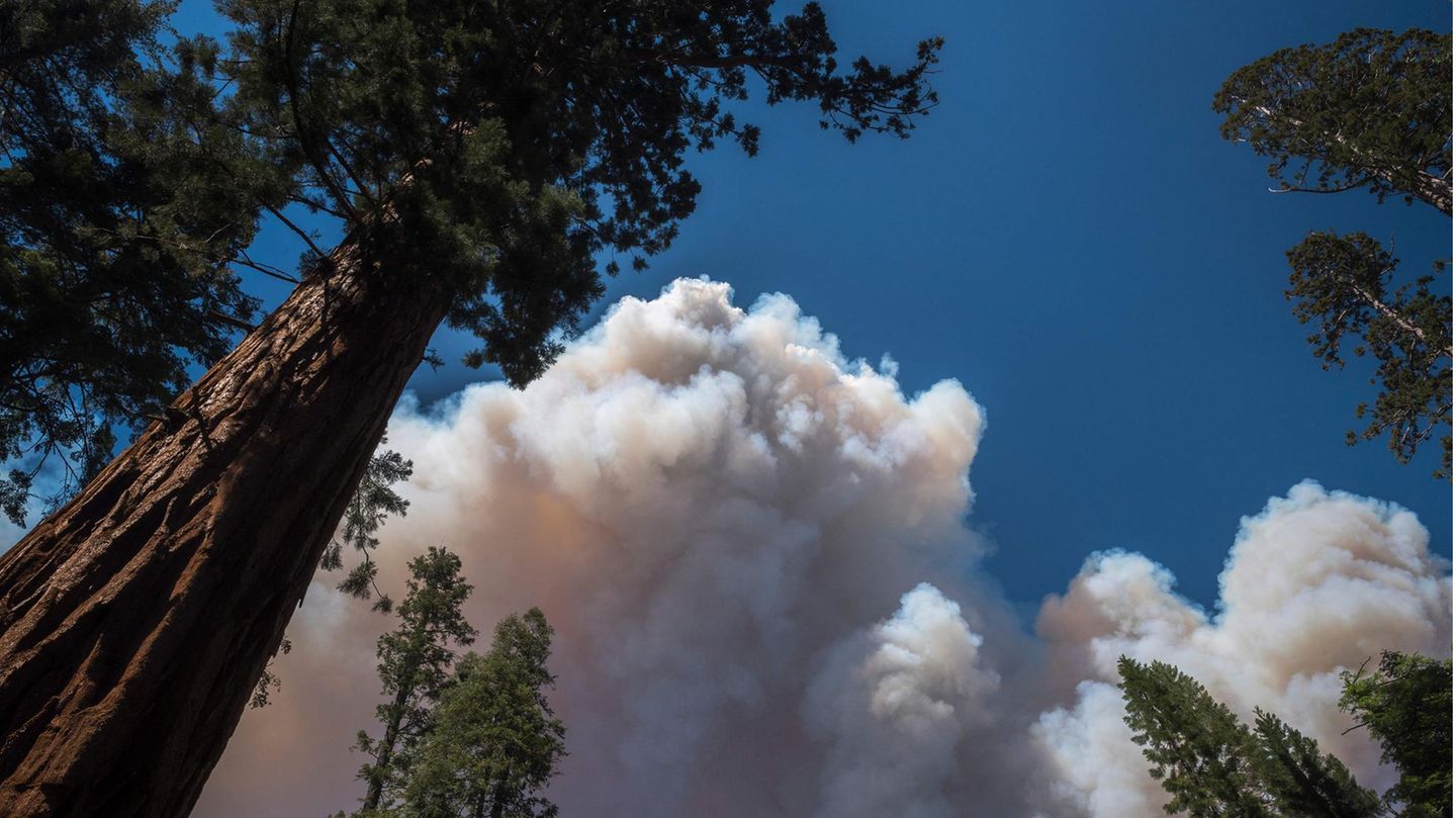 Über dem Mariposa-Hain der Riesenmammutbäume (Grove of Giant Sequoias) steigt eine riesige Rauchwolke auf