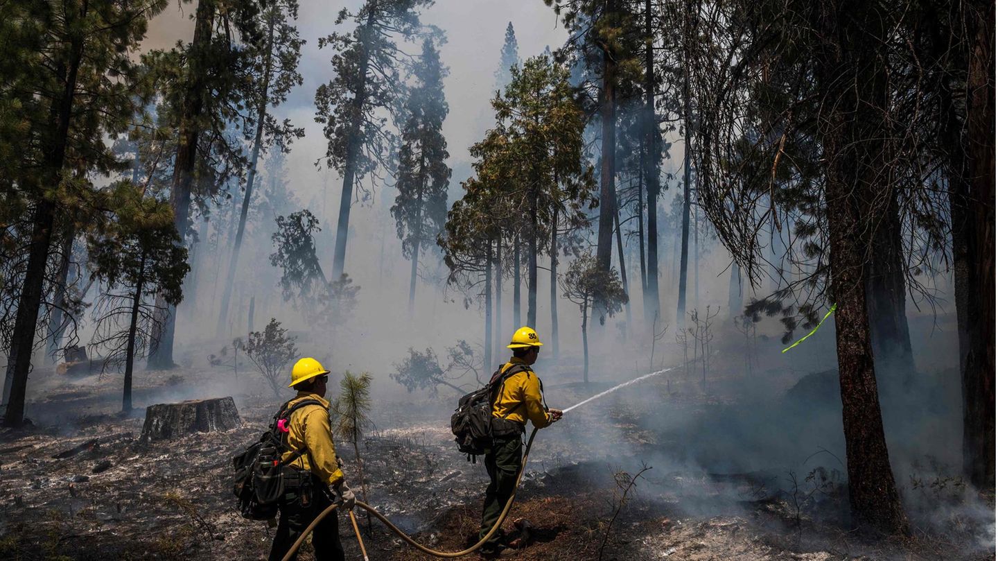 Das Waldgebiet der Sierra Nevada am Südrand des Yosemite-Parks ist für seine über 60 Meter hohen und mehr als 2000 Jahre alten Mammutbäume bekannt. Ob das die Feuerwehrleute besonders motiviert?
