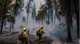 Das Waldgebiet der Sierra Nevada am Südrand des Yosemite-Parks ist für seine über 60 Meter hohen und mehr als 2000 Jahre alten Mammutbäume bekannt. Ob das die Feuerwehrleute besonders motiviert?