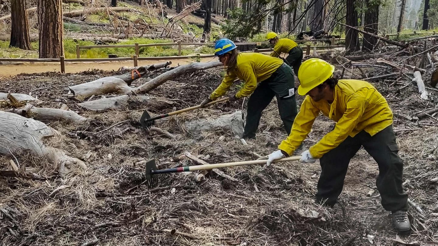 Arbeiter entfernen trockenes Unterholz, um so dem Feuer die Nahrung zu nehmen