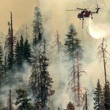 Auch dieser Hubschrauber wirft Wasser über dem Feuer im Yosemite ab. Unter ihm ragen Bäume aus dem Rauch, die teilweise schon verbrannt sind
