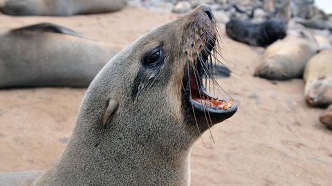 Keine Lust auf Urlauber: Seelöwen vertreiben Touristen vom Strand