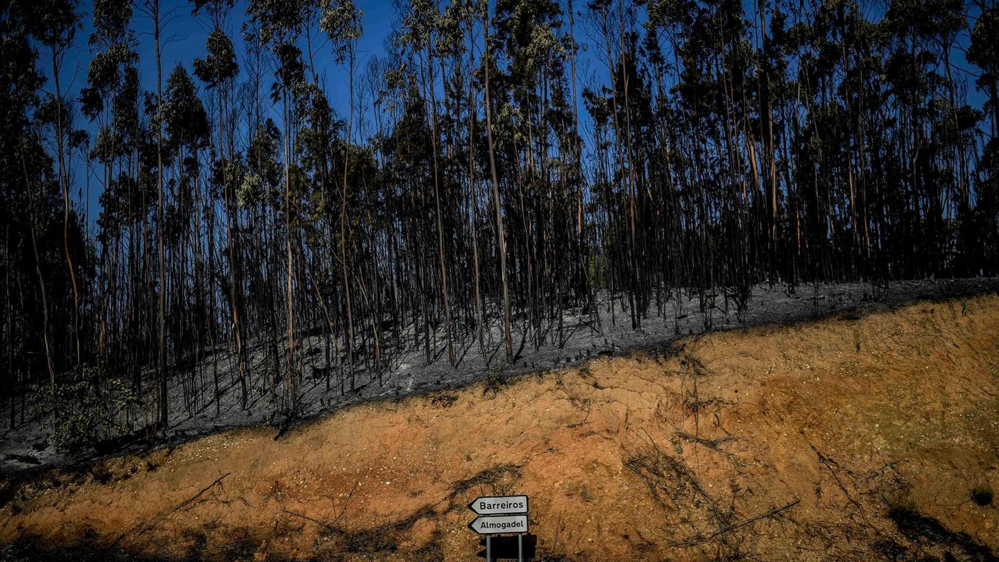Am Ende bleiben vor allem Asche, Staub und wohnungslose Menschen. Die Waldbrände haben nach Behördenangaben bisher ungefähr 2000 bis 2500 Hektar Wald zerstört. Das entspricht etwa 2800 bis 3500 Fußballfeldern.