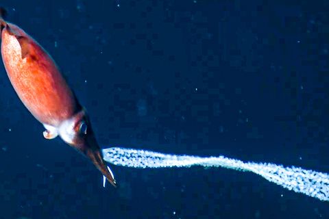 Unterwasseraufnahmen: Forscher filmen Tintenfisch-Mutter mit Eiern