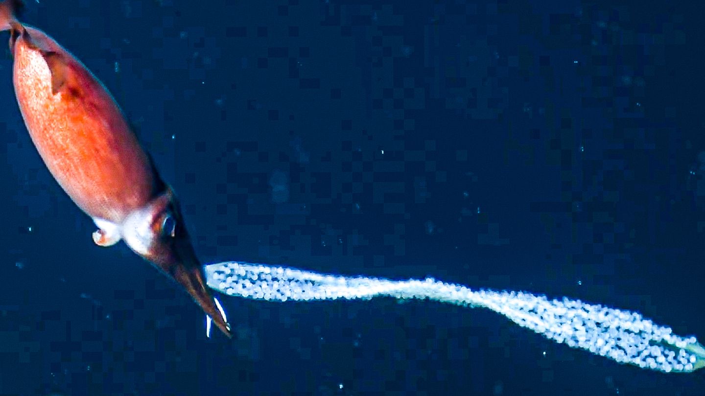Deep Sea: Mother Squid Brings Eggs to Safety (Video)