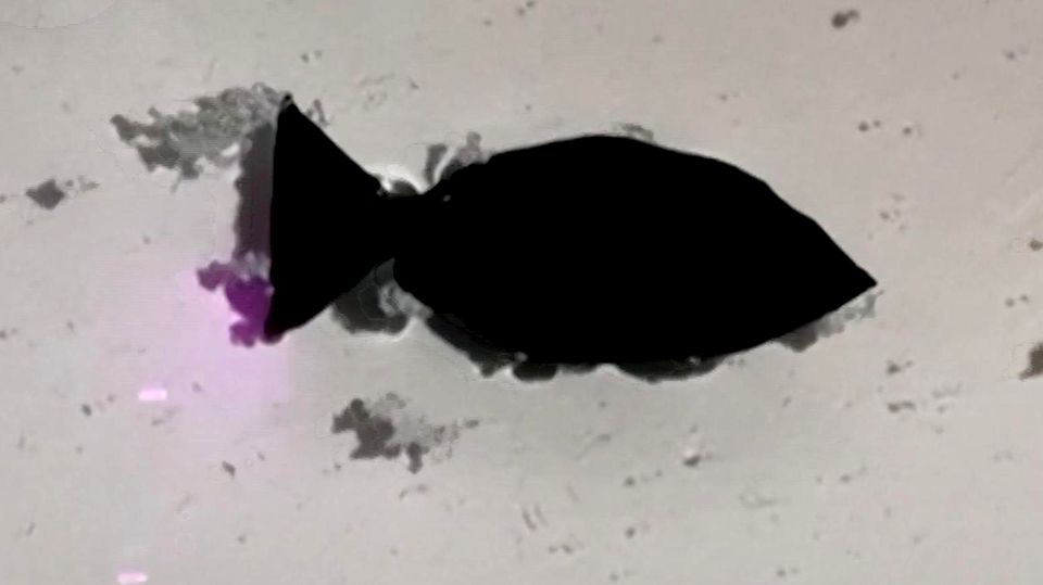 Ferngesteuerte Fischroboter sollen in Zukunft Plastikmüll aus Meer sammeln