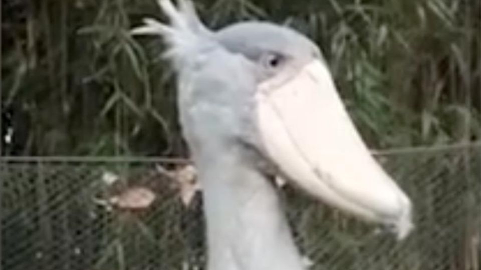 Seltener Dinosauriervogel sucht einen Partner