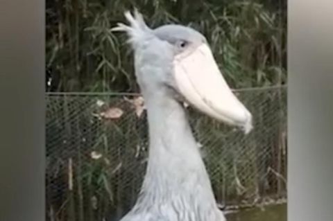 Seltener Dinosauriervogel sucht einen Partner