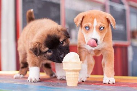 Hunde-Eis: Einfaches Rezept, was euer Hund lieben wird