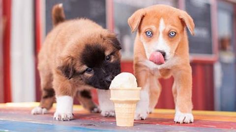 Hunde-Eis: Einfaches Rezept, was euer Hund lieben wird